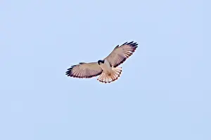 Brachyurus: Short-tailed Hawk in flight. Adult