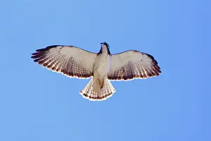 Brachyurus: Short-tailed Hawk in flight with lizard prey. Adult