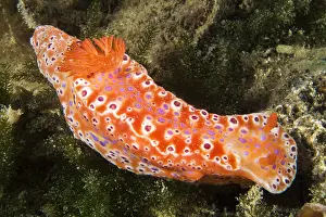 Ceratosoma: Short-tailed nudibranch (Ceratosoma brevicaudatum)