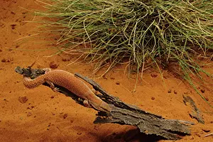Goanna: Short-tailed Pygmy Monitor / Goanna Monitor