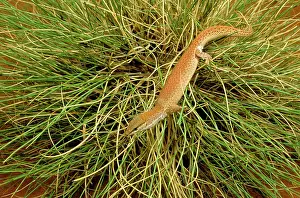Monitors: Short-tailed Pygmy Monitor - In grass