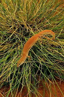 Monitors: Short-tailed Pygmy Monitor - In grass