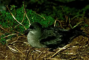 Tenuirostris: Short-tailed shearwater