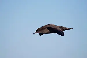 Shearwater: Short-tailed Shearwater