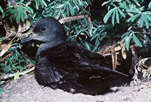 Shearwater: Short-Tailed Shearwater - Muttonbird