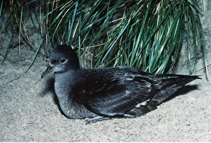 Shearwater: Short-Tailed Shearwater - Muttonbird