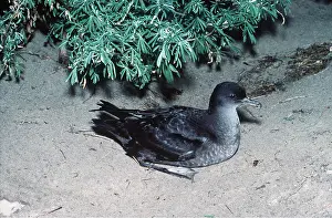 Shearwater: Short-Tailed Shearwater - Muttonbird