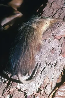 Shrew: Short-tailed shrew (Blarina brevicauda) in the snow