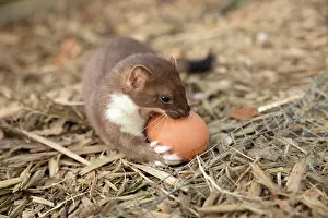 Weasel: Short-tailed Weasel / Stoat - with egg