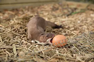 Weasel: Short-tailed Weasel / Stoat - with egg