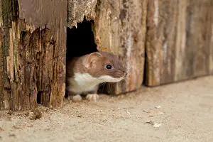 Weasel: Short-tailed Weasel / Stoat - underneath wooden door