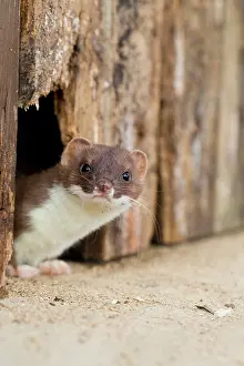 Weasel: Short-tailed Weasel / Stoat - underneath wooden door