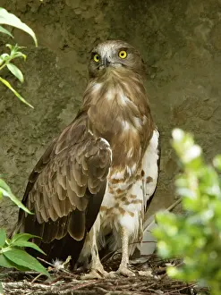 Gallicus: Short-toed Eagle
