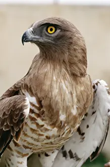 Gallicus: Short Toed Eagle