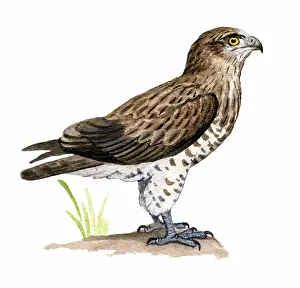 Gallicus: Short-toed Eagle
