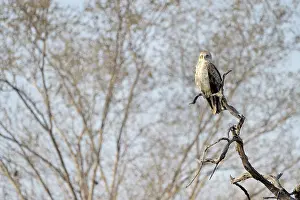 Sawai: Short-toed Eagle