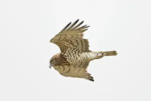 Gallicus: Short-toed Eagle - adult in flight hunting on migration