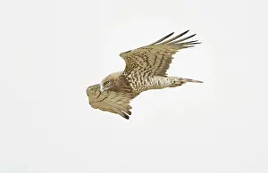 Gallicus: Short-toed Eagle - adult in flight hunting on migration