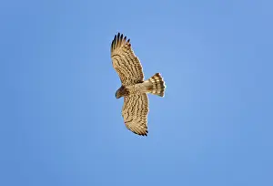 Gallicus: Short-toed Eagle - adult in flight on migration over Tarifa