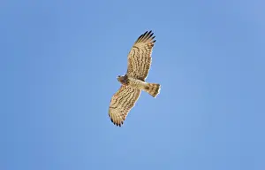 Gallicus: Short-toed Eagle - adult in flight on migration over Tarifa