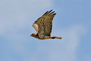 Gallicus: Short-toed Eagle - adult on migration