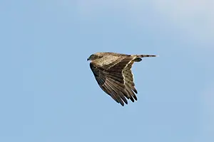 Gallicus: Short-toed Eagle - adult on migration