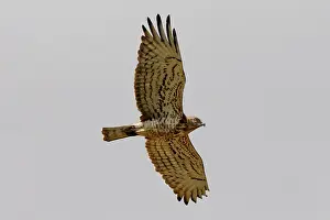Gallicus: Short-toed Eagle - adult on migration
