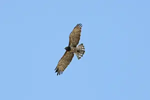 Gallicus: Short-toed Eagle - adult on migration