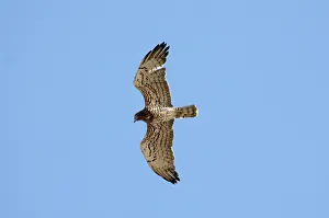 Gallicus: Short-toed Eagle - adult on migration