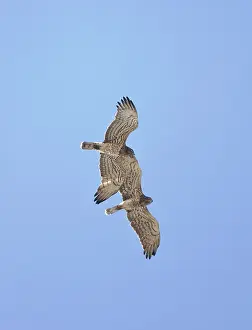 Gallicus: Short-toed Eagle - adults in flight on migration