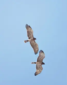 Gallicus: Short-toed Eagle - adults in flight on migration