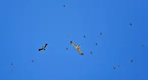 Gallicus: Short-toed Eagle - Booted Eagle (Hieraaetus pennatus)