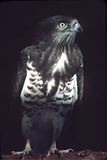 Eagles: Short-toed EAGLE - close-up