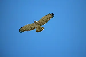 Gallicus: Short-toed EAGLE - in flight