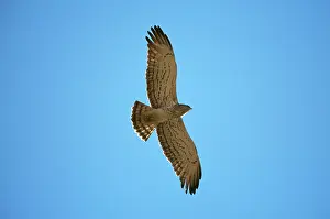 Gallicus: Short-toed EAGLE - in flight