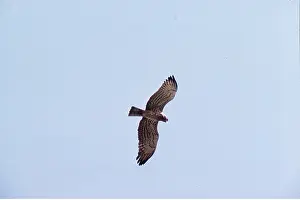 Maureen Brown: SHORT-TOED EAGLE - in flight