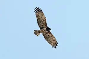 Gallicus: Short-toed Eagle - in flight, adult on migration