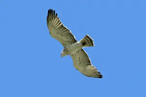 Gallicus: Short-Toed Eagle - in flight, gliding
