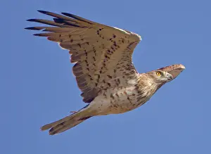 Gibraltar: Short-toed Eagle - in flight on migration over