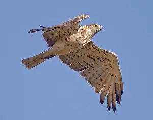 Gibraltar: Short-toed Eagle - in flight on migration over
