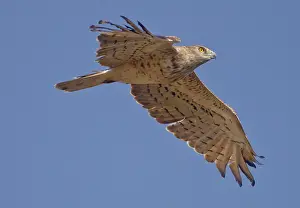 Gibraltar: Short-toed Eagle - in flight on migration over