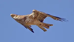 Gibraltar: Short-toed Eagle - in flight on migration over