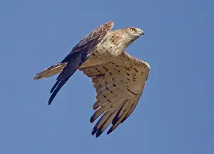 Strait: Short-toed Eagle - in flight on migration over