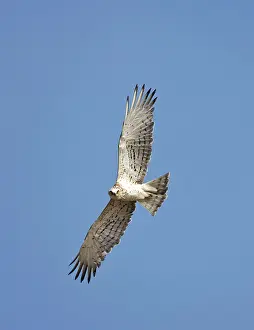 Gallicus: Short-toed Eagle - juvenile in flight on migration