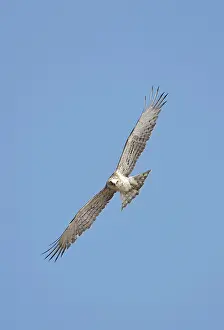 Gallicus: Short-toed Eagle - juvenile in flight on migration