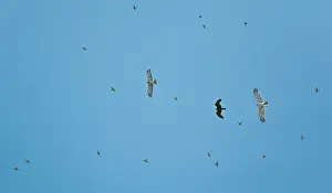 Gallicus: Short-toed Eagles and Black Kite (Milvus migrans)
