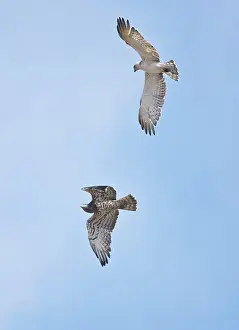 Gallicus: Short-toed Eagles in flight on migration - Adult