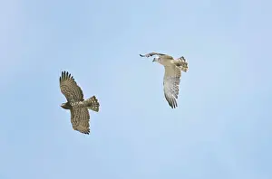 Migration: Short-toed Eagles in flight on migration - Adult