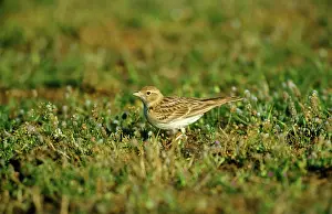 Brachydactyla: Short-toed Lark