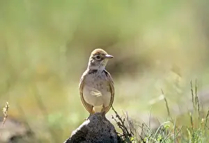 Brachydactyla: SHORT-TOED LARK